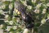Oxybelus mucronatus